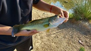 Smallmouth Bass