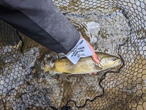 Brown Trout