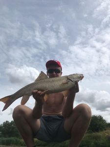Barbel