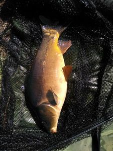 Mirror Carp
