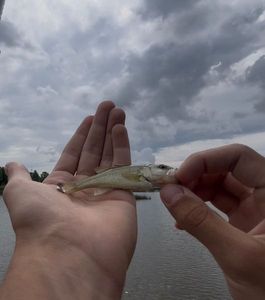 Largemouth Bass