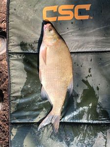 Common Bream