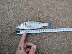 European Bass (Seabass)