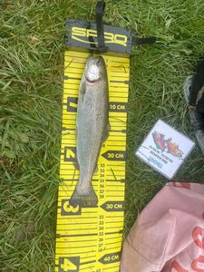 Bluefish
