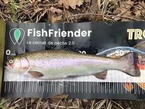 Rainbow Trout