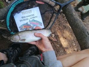 Rainbow Trout