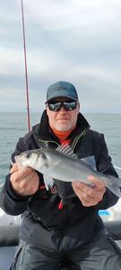 European Bass (Seabass)
