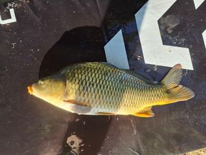 Common Carp