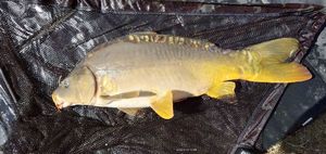 Mirror Carp
