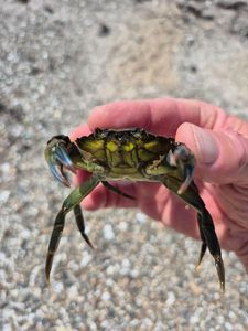 Common Shore Crab (Green Crab)