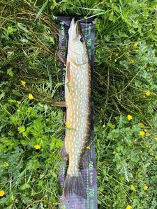 Northern Pike