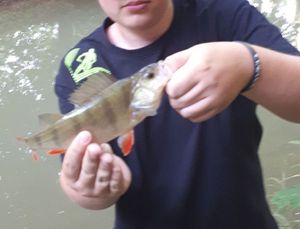 European Perch