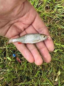 Roach