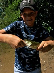 Largemouth Bass