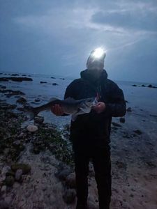 European Bass (Seabass)