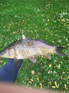 Common Carp