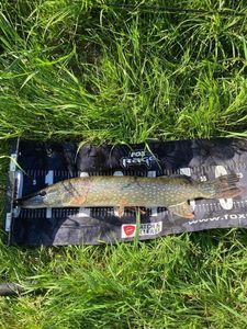 Northern Pike
