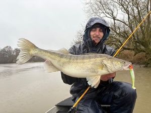 Zander