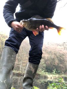 European Perch