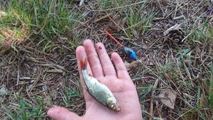 Roach