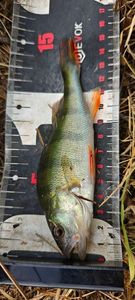 European Perch