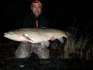Grass Carp