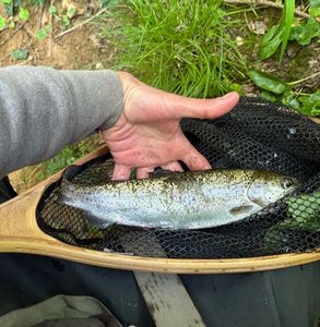 Rainbow Trout