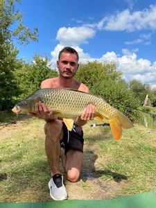 Common Carp