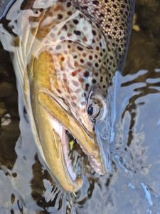 Brown Trout