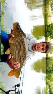 Common Carp