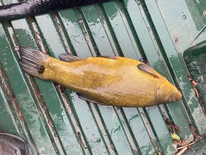 Tench