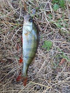 European Perch