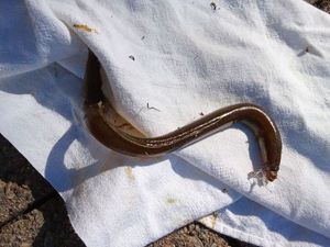 European Eel (Common Eel)