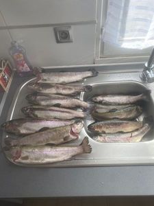 Rainbow Trout
