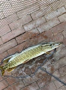 Northern Pike