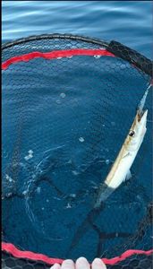 Obtuse Barracuda