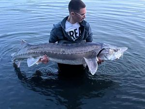 Beluga Sturgeon (European Sturgeon)