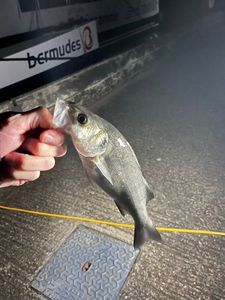 European Bass (Seabass)