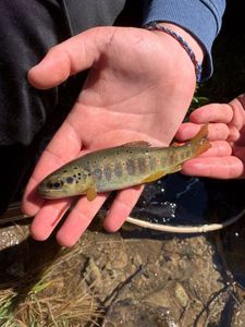 Brown Trout