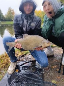 Common Bream
