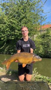 Common Carp