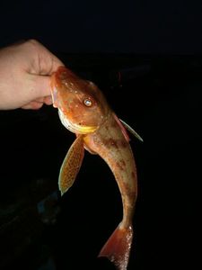 Grey Gurnard