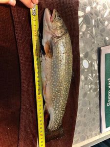 Brook Trout