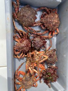 European Spider Crab