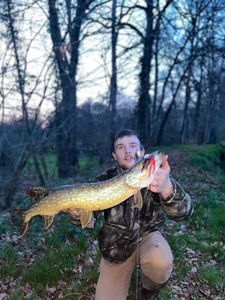 Northern Pike