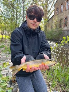 Brown Trout