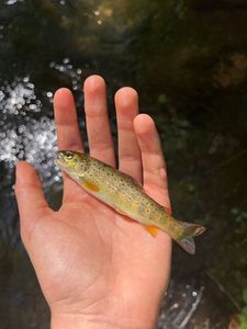 Brown Trout