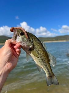 Largemouth Bass