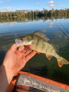 European Perch