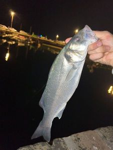 European Bass (Seabass)